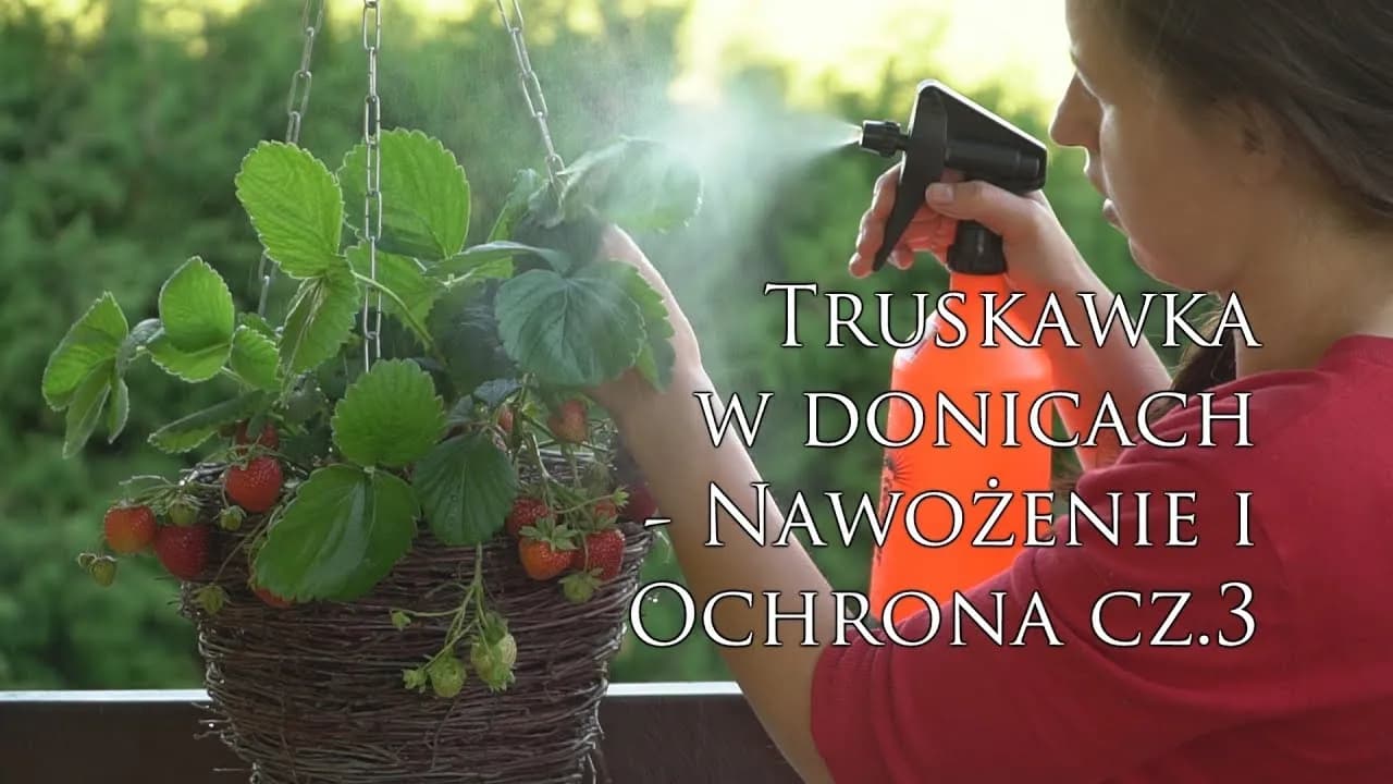 Czym nawozić truskawki na balkonie, aby uzyskać obfite plony? Czym nawozić truskawki na balkonie, aby uzyskać obfite plony?