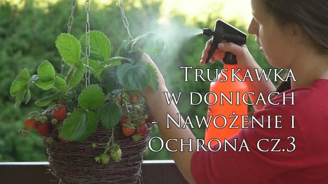 Czym nawozić truskawki na balkonie, aby uzyskać obfite plony? Czym nawozić truskawki na balkonie, aby uzyskać obfite plony?